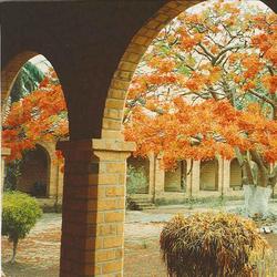 3-mi-a-foto-3-klooster-zusters-binnentuin-boom-rode-flamboyant-1996.jpg
